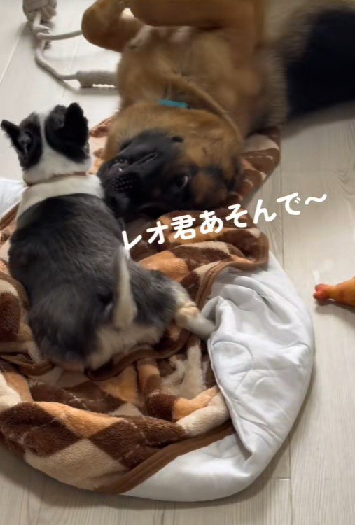 「遊んで遊んで！」「しつこいな～…」
