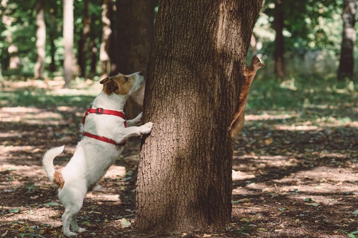 木のニオイを嗅ぐ犬