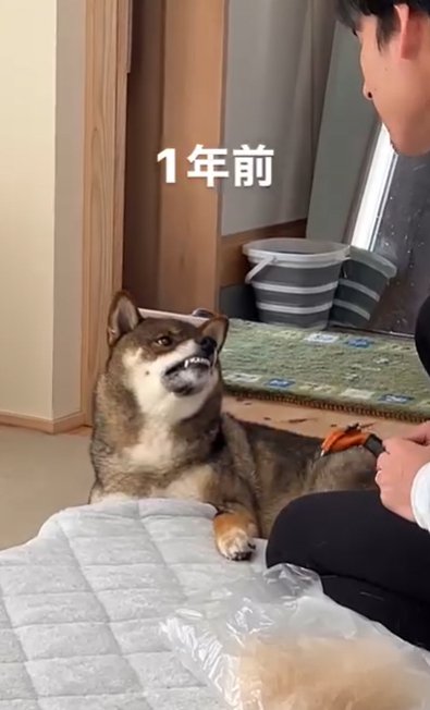 ブラシに牙を剥く柴犬