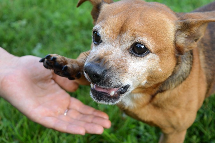 鼻に皺を寄せて触られるのを拒否する犬