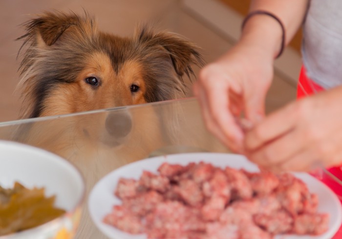 豚肉の調理をしている飼い主の手元を見つめる犬