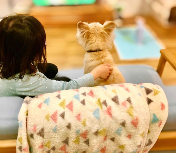 ソファーでテレビをみる雑種犬