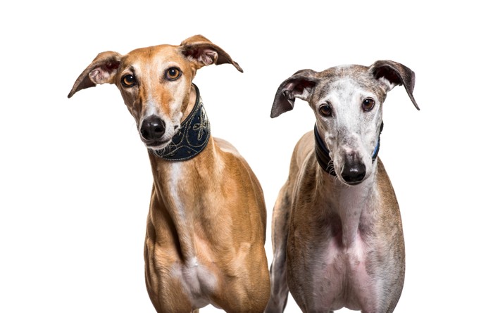 正面を見つめる2頭のスパニッシュ・グレーハウンド