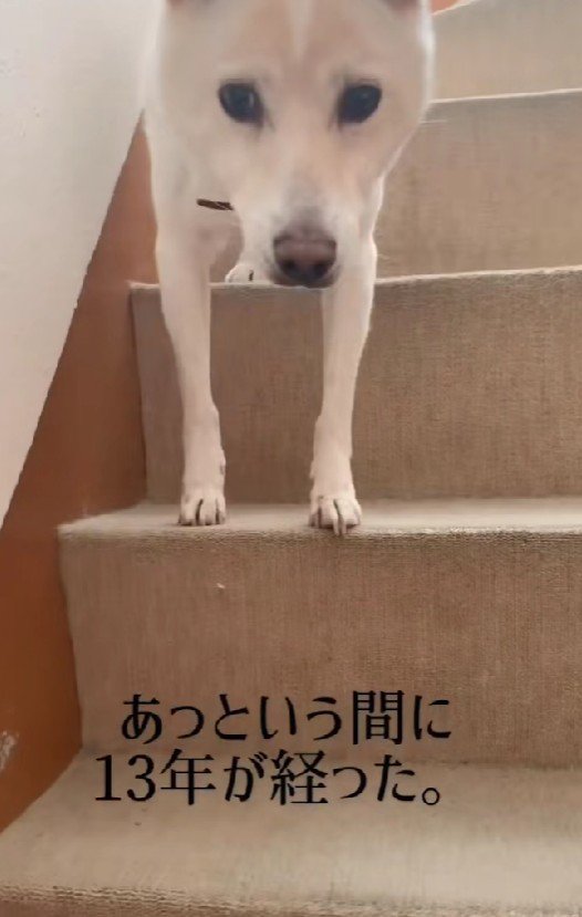 幸せなわんこの表情に!