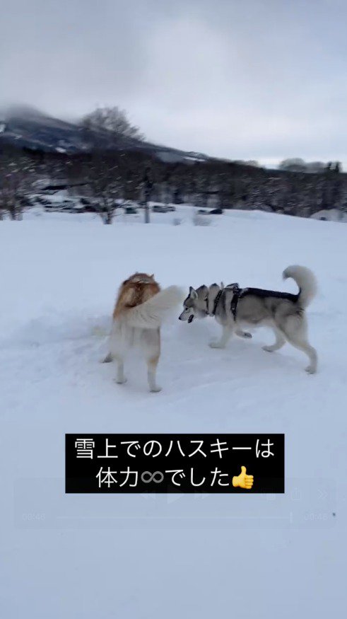 立ち止まって地面の雪を見つめる2匹の犬