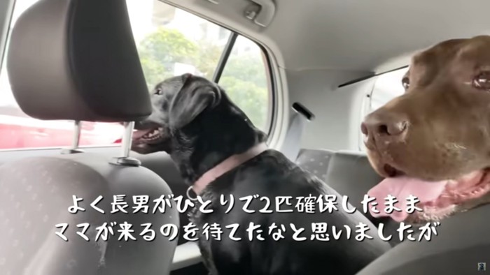 後部座席の大型犬2頭