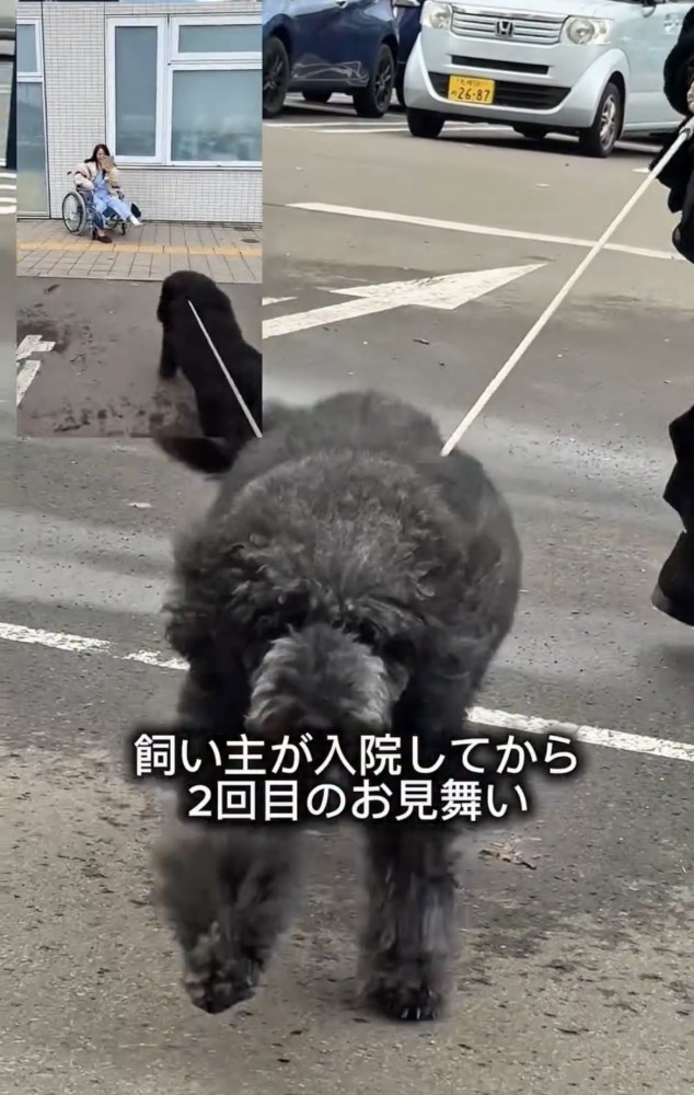 前のめりで走る犬