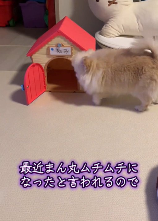 家に入ろうとする犬