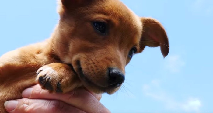 茶色の子犬