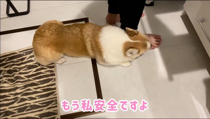 男性の足を舐める犬