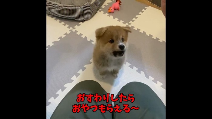 期待のこもった眼差し