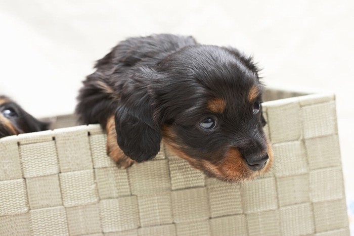 不安げに見上げるダックスの子犬