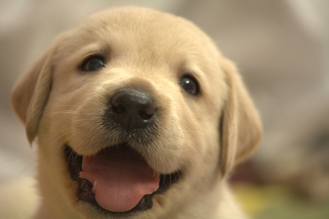 子犬の顔