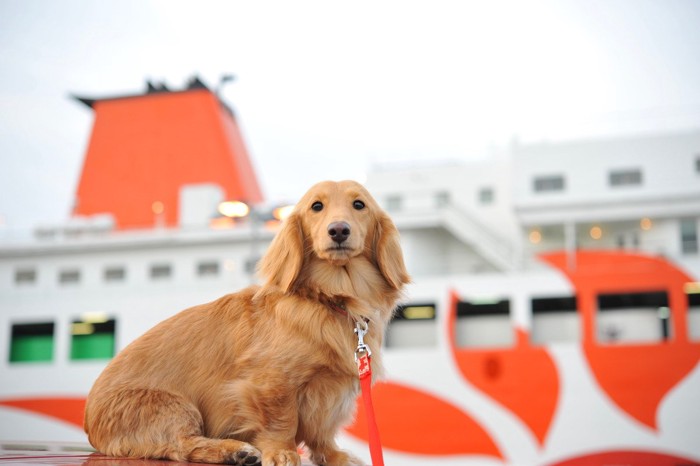 フェリー搭乗前の犬