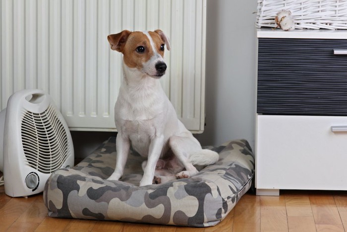 ラジエーターのそばで寛ぐ犬