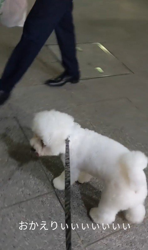 パパさんのお迎えに来たふう太くん8