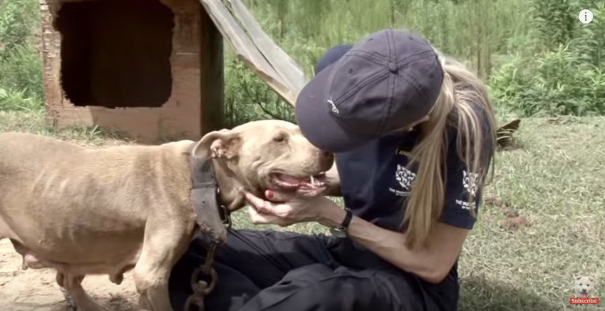 鎖につながれたやせた犬