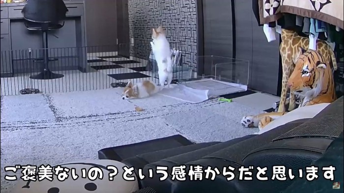 立ち上がる犬