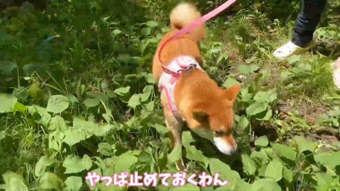 「やっぱ帰ろ～っと」