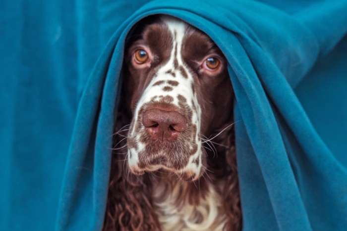 青いカーテンから顔を覗かせる犬