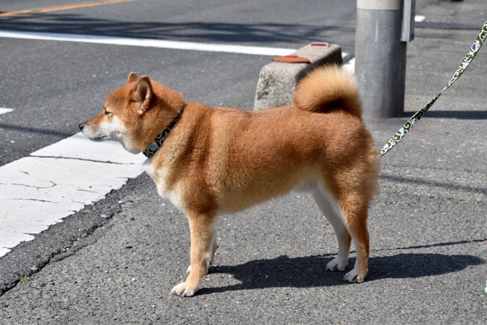 信号待ちをする柴犬