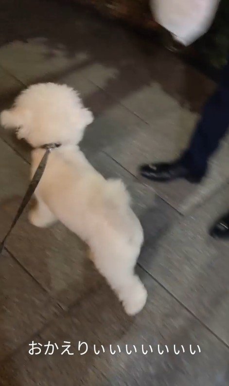 パパさんのお迎えに来たふう太くん9