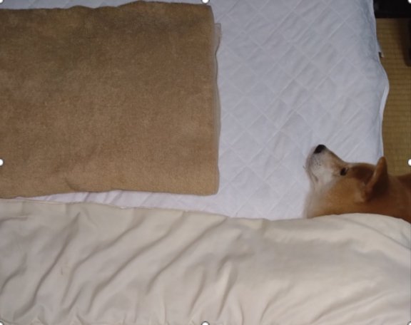 柴犬