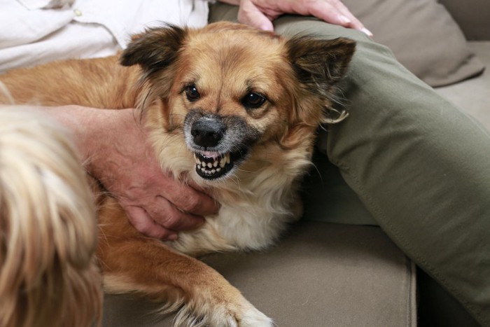 飼い主のそばで何かに唸る犬