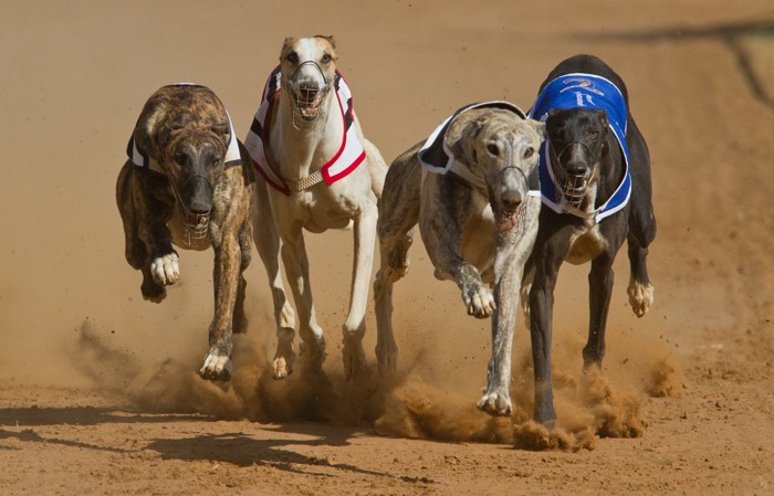 ドッグレースで疾走する4頭のグレーハウンド