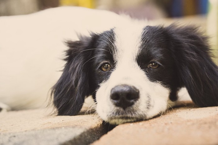 ぐったりした様子の犬