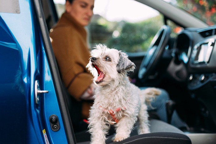 車の中から吠える犬