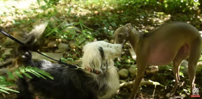 犬同士のあいさつ