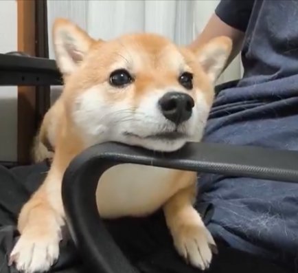 ピョコン