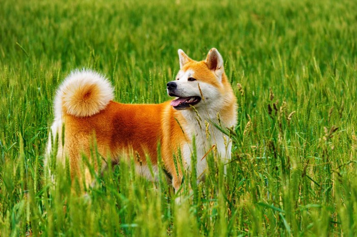 草むらの中の秋田犬