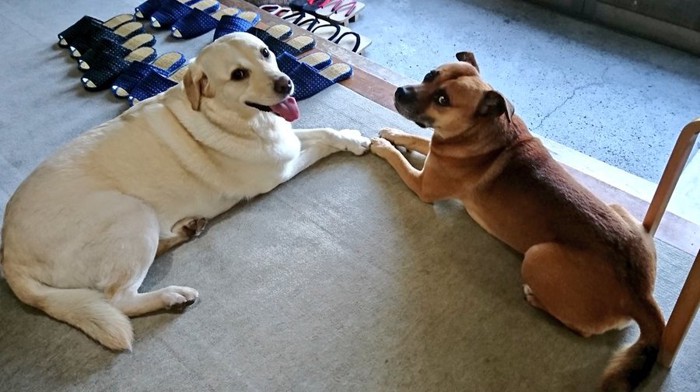 看板犬