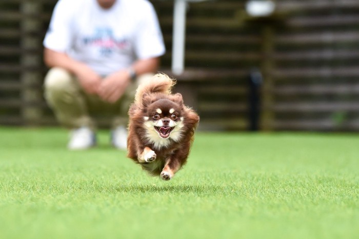 駆けるチワワと背後に人