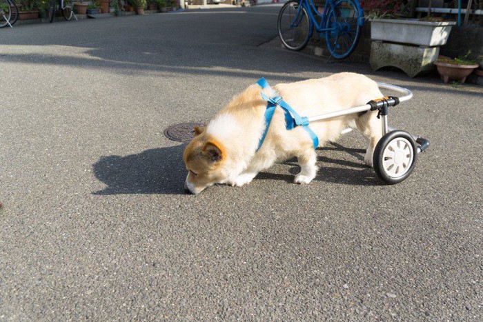 車椅子を使う犬