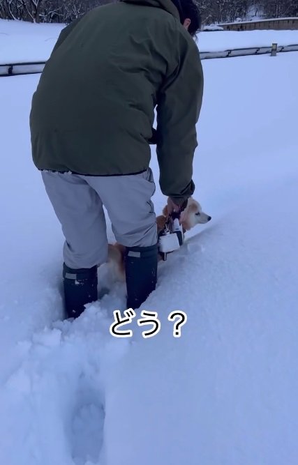 雪に下ろされるつぶちゃん