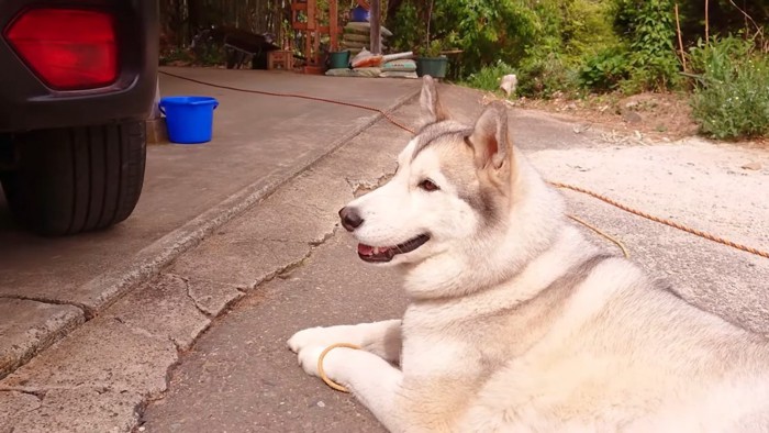 伏せる犬