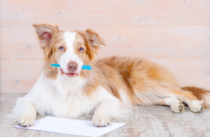 ペンをくわえて紙の上に体をのせている犬