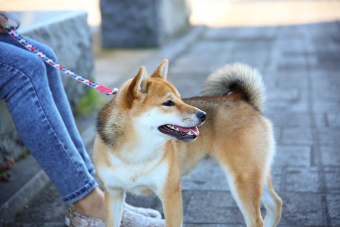 散歩中の犬