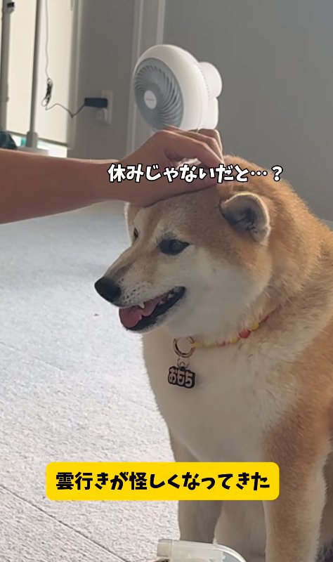 険しい表情の柴犬