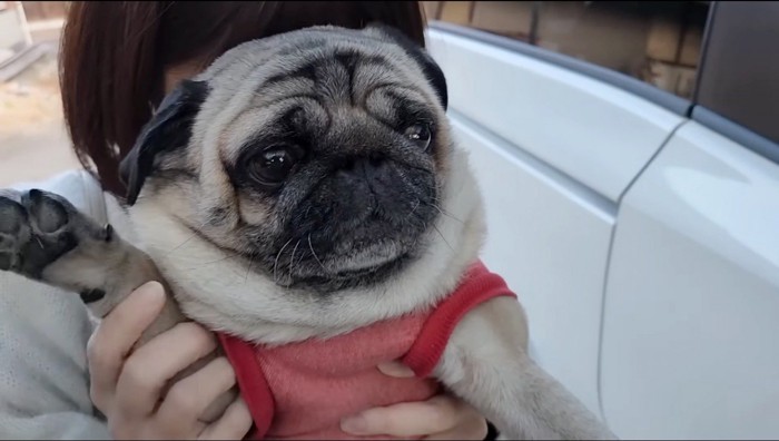 女性に抱っこされて右手を挙げる犬