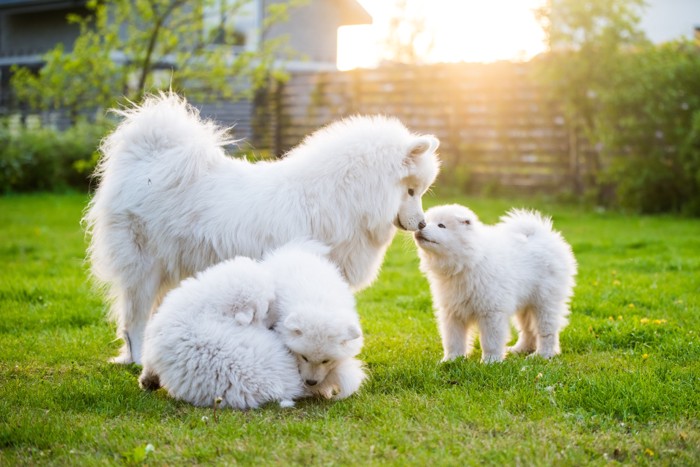 サモエドの母犬と3頭の子犬