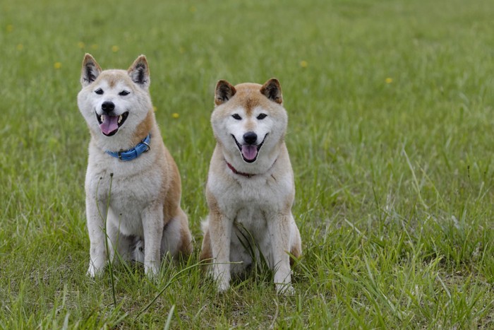 野原で遊ぶ柴犬