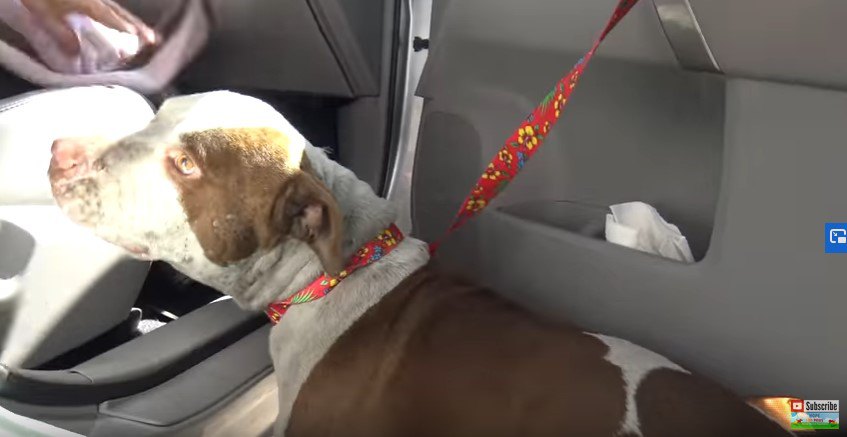 車に乗り込む犬