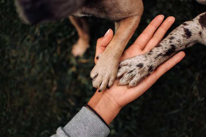 人とタッチする2匹の犬の前足