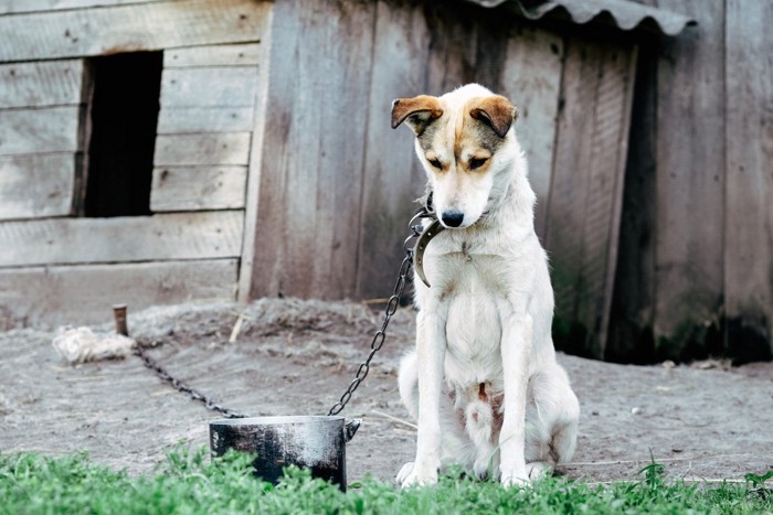 鎖に繋がれた犬