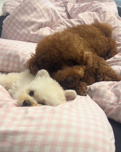 添い寝する小型犬兄妹