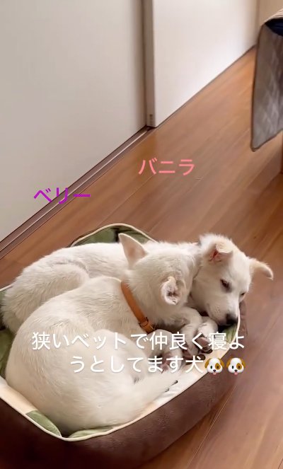 ベットで眠る二匹